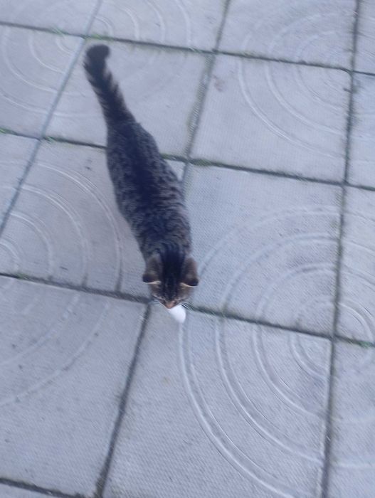 Подарявам котета на 6 месеца