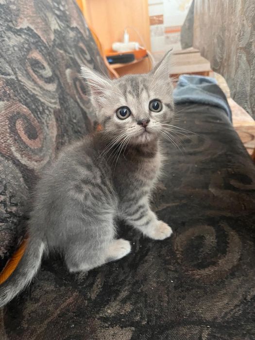 Отдам котёнка девочка2 месяца