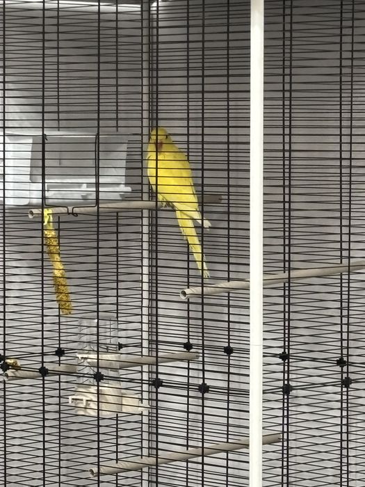 Papagal micul alexandru cu cusca