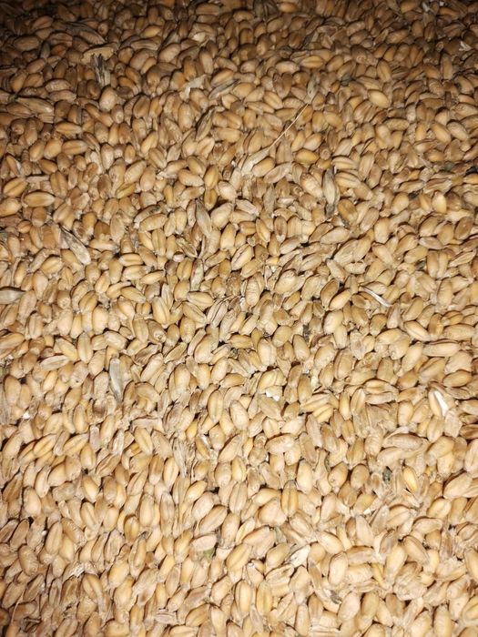 Пшеница - Жито - зърно