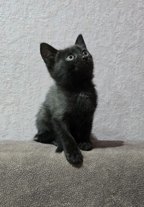 Котята.-осталась 1 девочка.