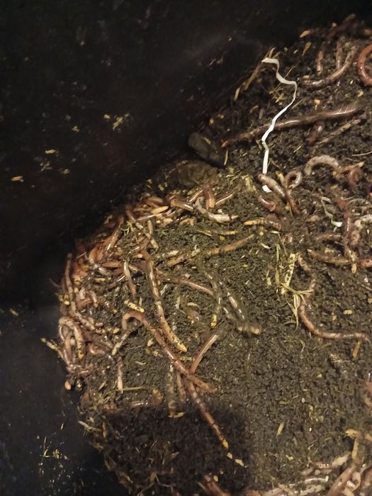 Земен червей за риболов жилав издържлив за мирни риби 20 25 броя черве