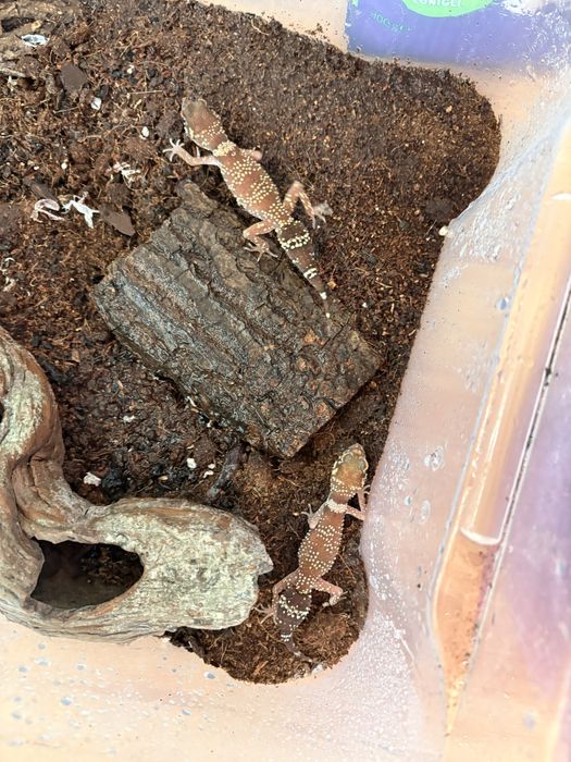 Vand cave gecko, U.milli