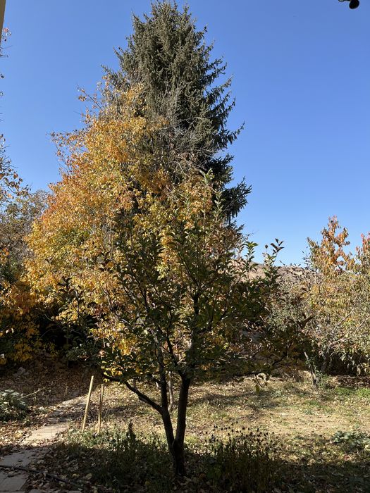 Участка в Чимгане для ИЖС.