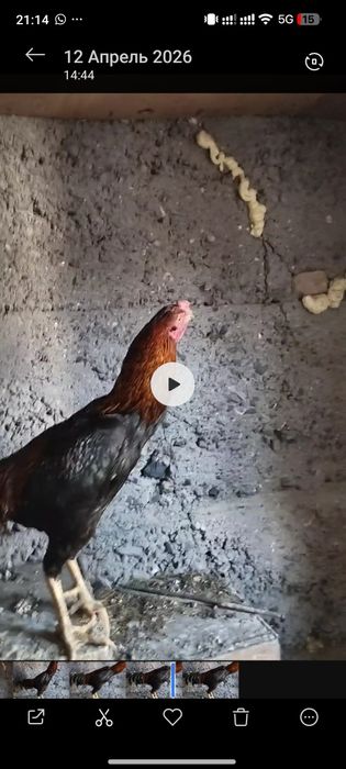 Дакан продам дакан