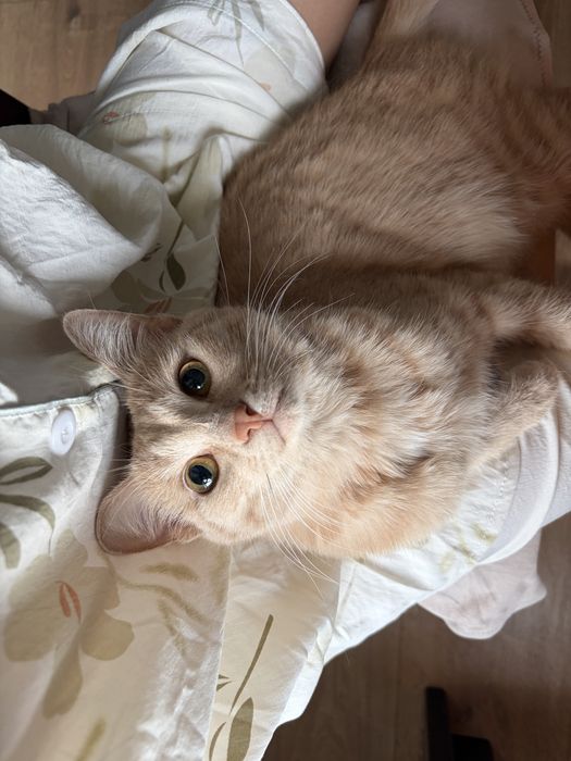 Отдам кота  в добрые руки