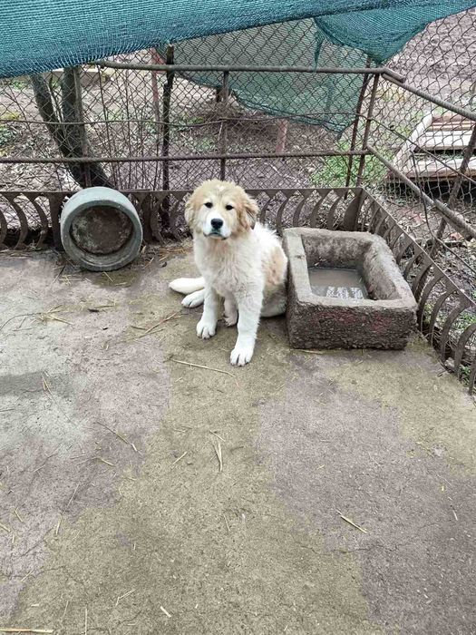 Мъжко и женско - кучета на пет месеца