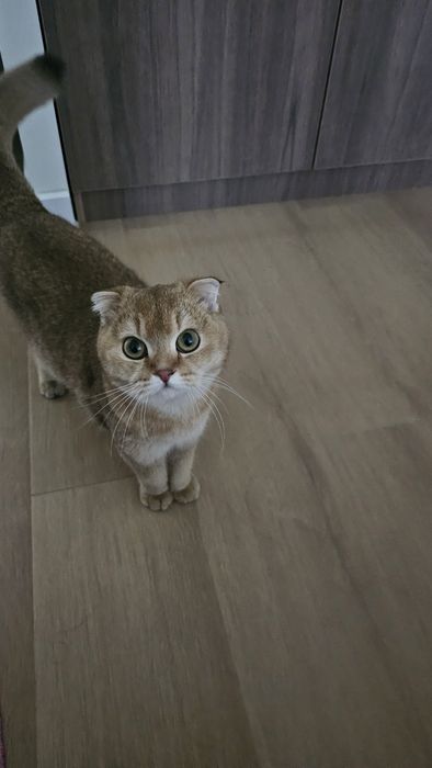 Кошка скоттиш фолд