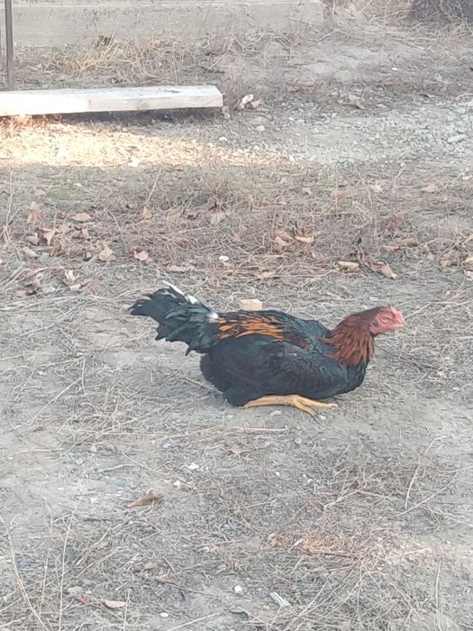 Продам или обмен на курицу