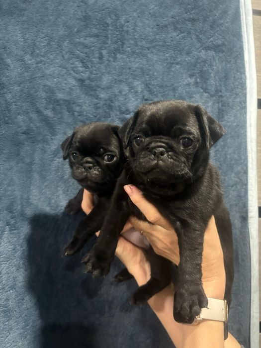 Очаровательные щенки мопса.