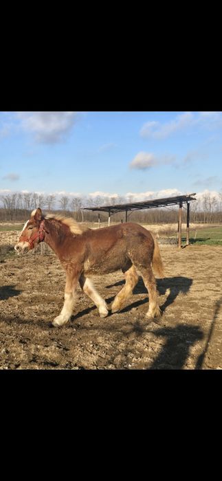 Manză Poloneză de  7 luni