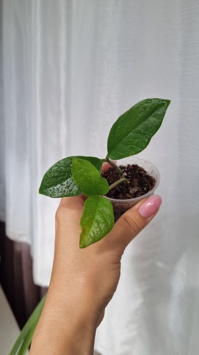 Продам Замиокулькас Лонг лив
