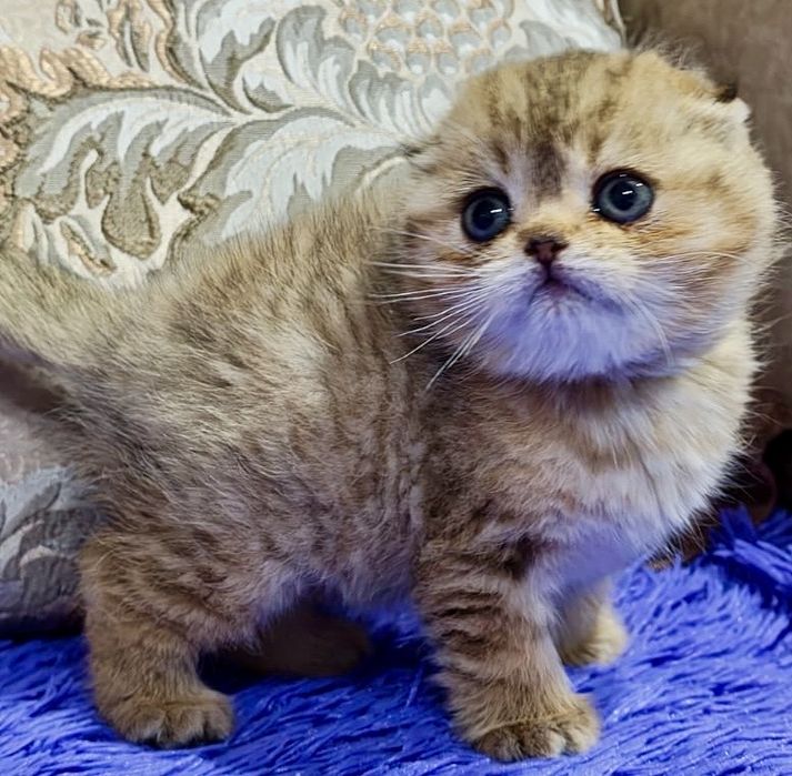 Шиншилла золото девочки