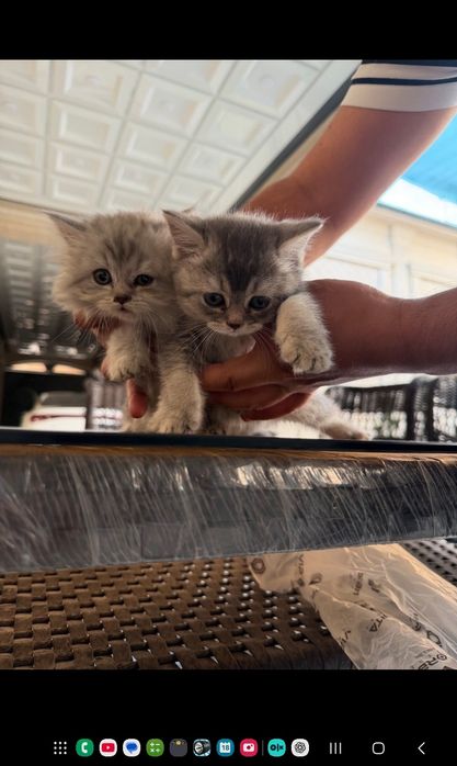 Продаются котята пародистие