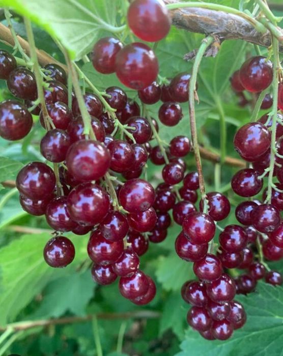 Смородине душистой ароматный личебны