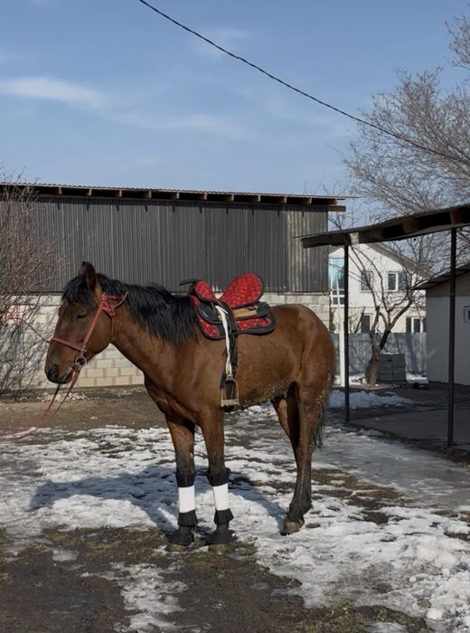 Срочно  сатылады донен 3 жасар