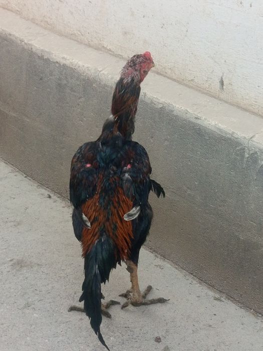 Dakang xuroz sotiladi sogʻligi hammasi joyida yep ichishga garantiya