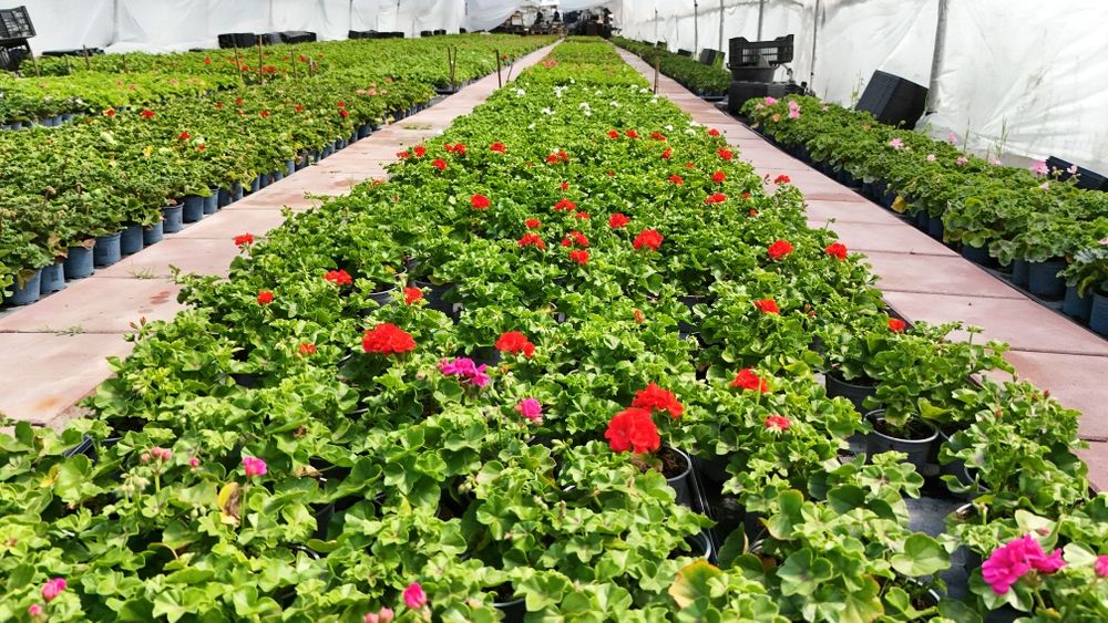 Muscate / Pelargonium Zonale , Curgatoare ,Peltatum , Tiroleze