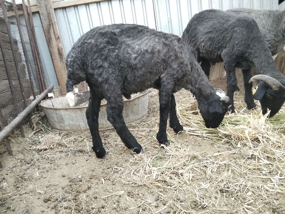 Тоқтылар сатылат