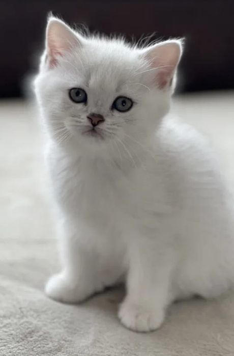 Кошечки и коТики БриТансКие,