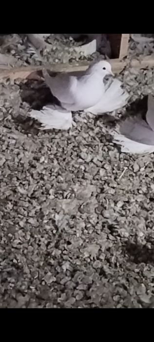 Голуби С/К персы