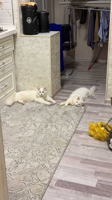 Продаётся девочка Турецкой Ангорки — редкая порода в Узбекистане!