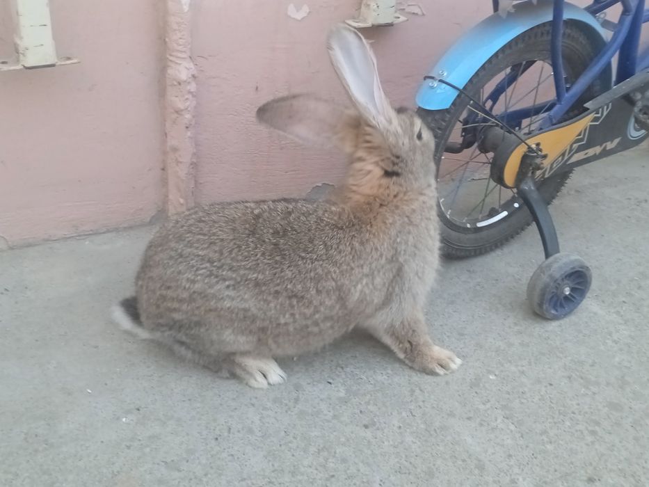 Куен гушти 100000 сум