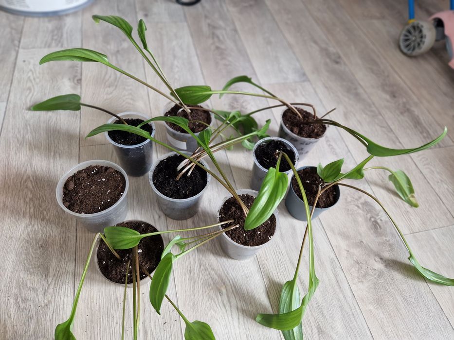 Срочно продам домашний цветок