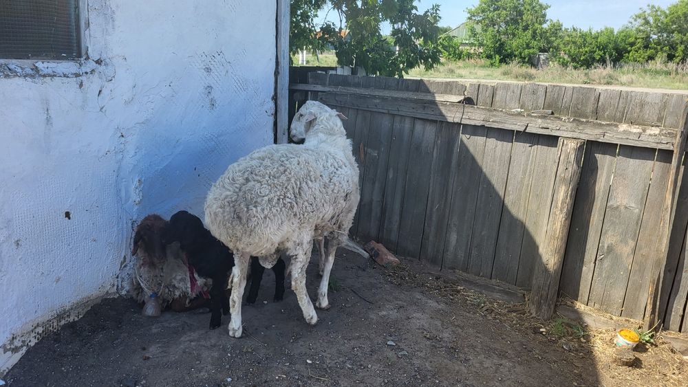Продам  баран хорошее