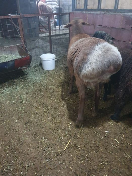 Продам кочкара арашан