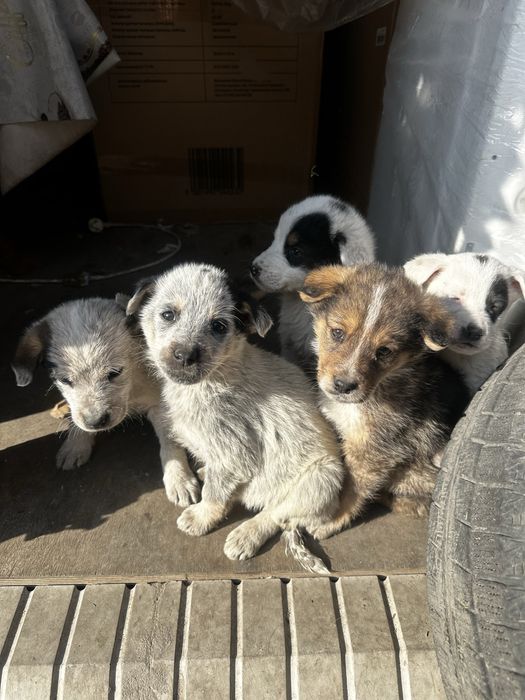 Отдадим даром щенков