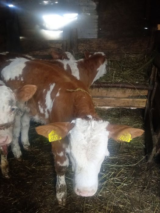 Vitei de  vânzare masculi