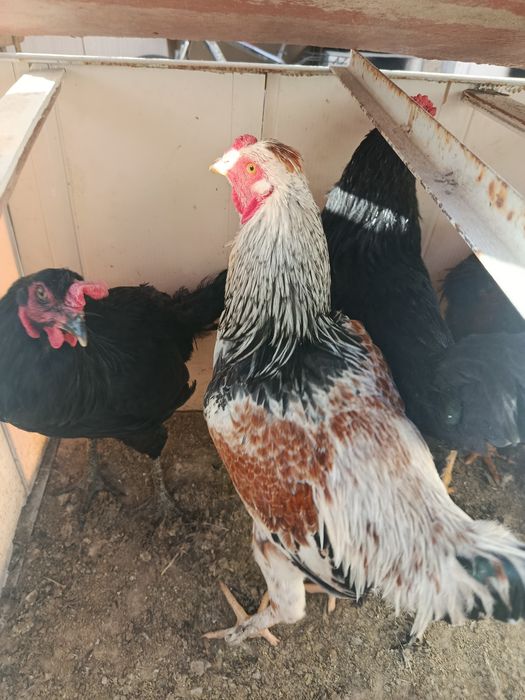 Horoz bor 4 ta 1 yoshga toʻlmagan