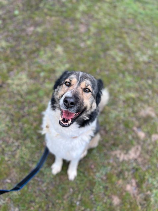 Не покупай! Возьми с приюта!