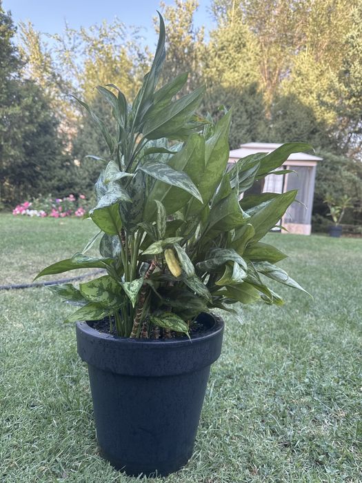 Аглаонема, Долларовое дерево