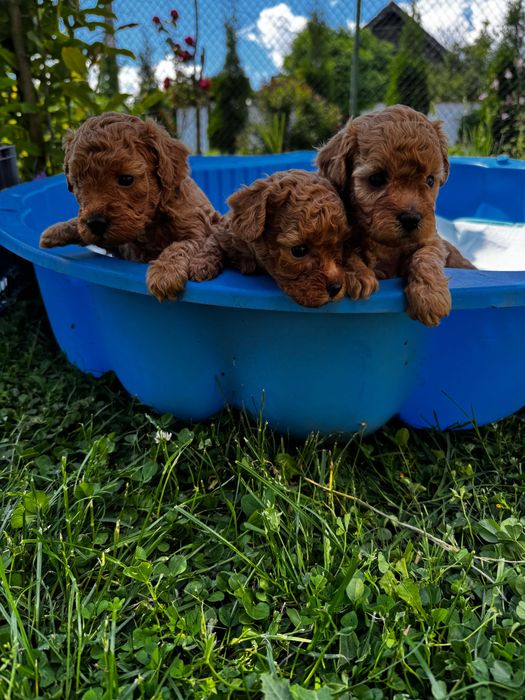 Той Пудел / Toy Poodle