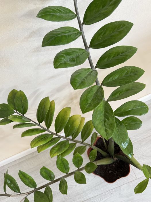 Замиокулькас