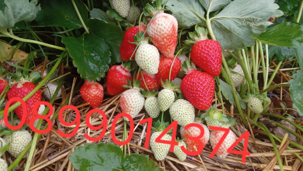 Целогодишен разсад малини и ягоди от производител