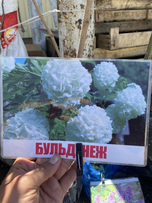 Декороиивные деревья