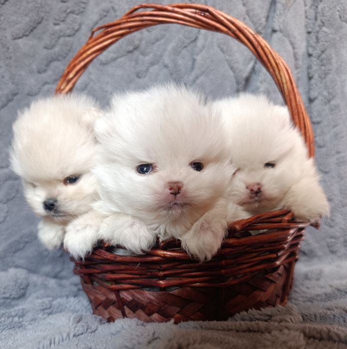 Щенки померанского шпица
