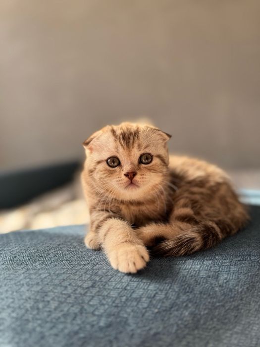 Котенок Скоттиш-фолд