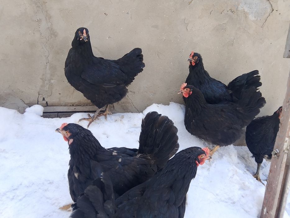 Продам домашних кур