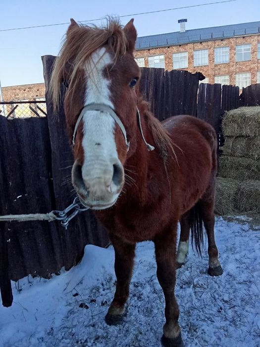 Продаётся жеребец