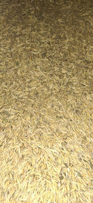 Vând ovăz de primăvară!!