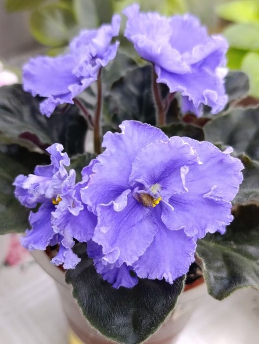 Цветы на подоконнике