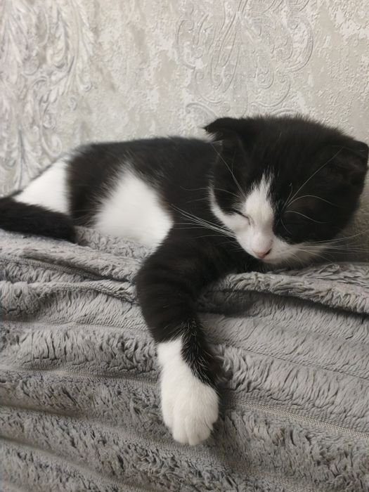 Вислоухая кошечка, 3 мес