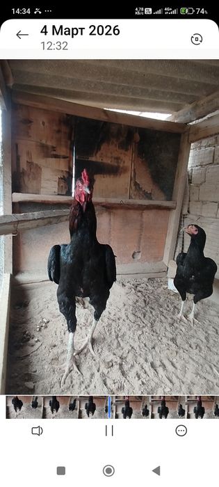 Сатлады срочна..