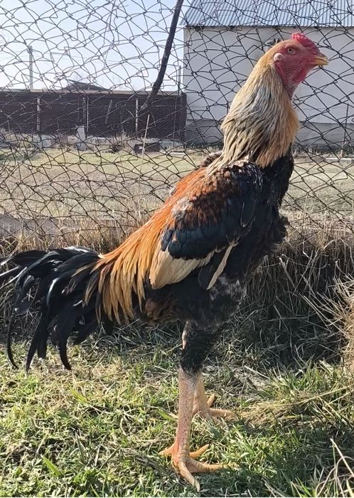 Петух дакан о шамо