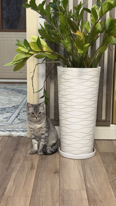 Кошке 4 месяца черно белый оттенок