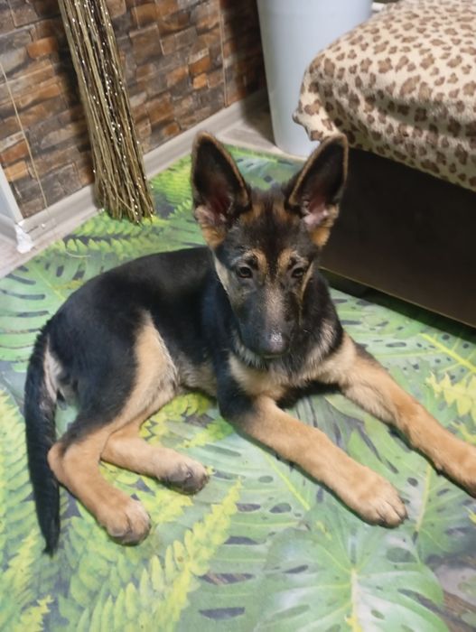 Щенок немецкой овчарки